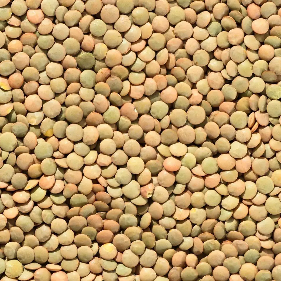 Green Lentil