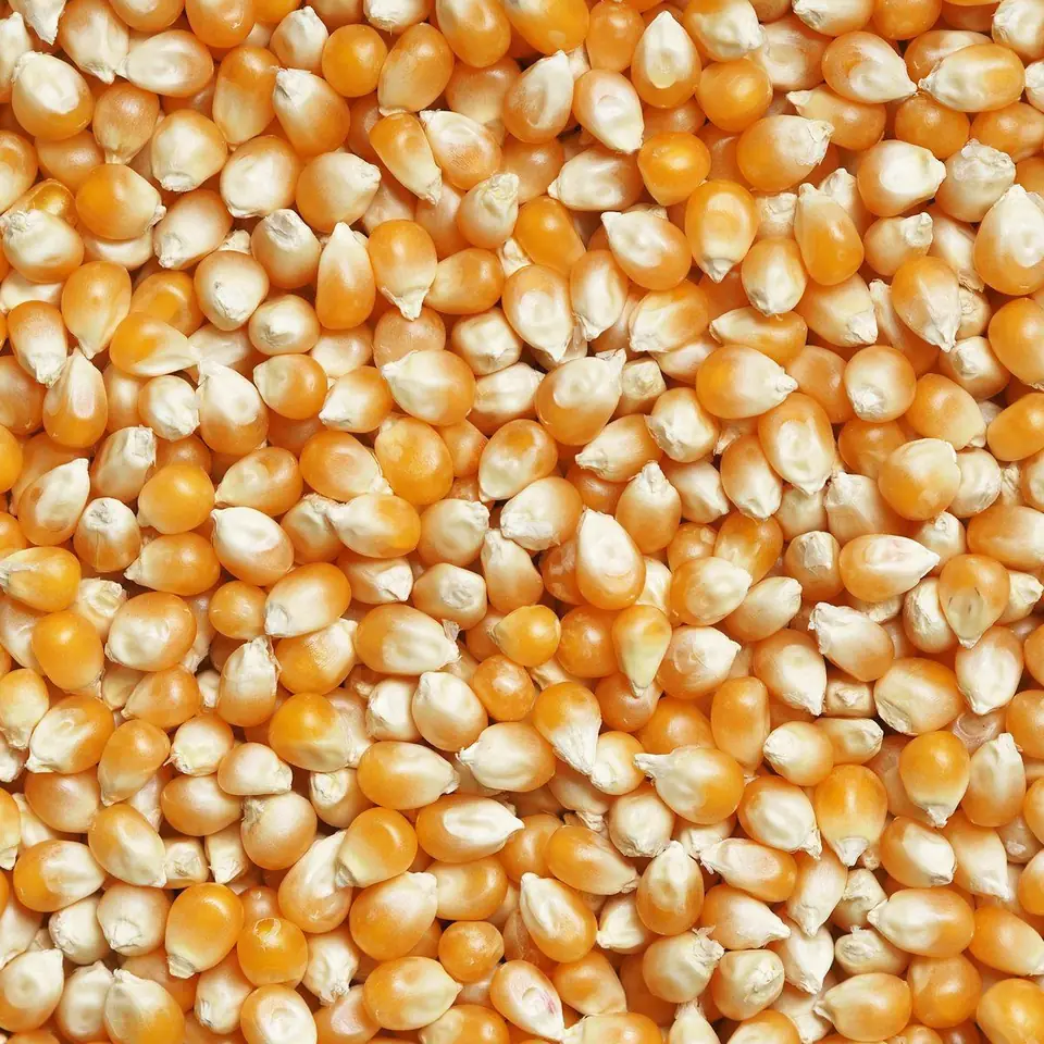 Popcorn
