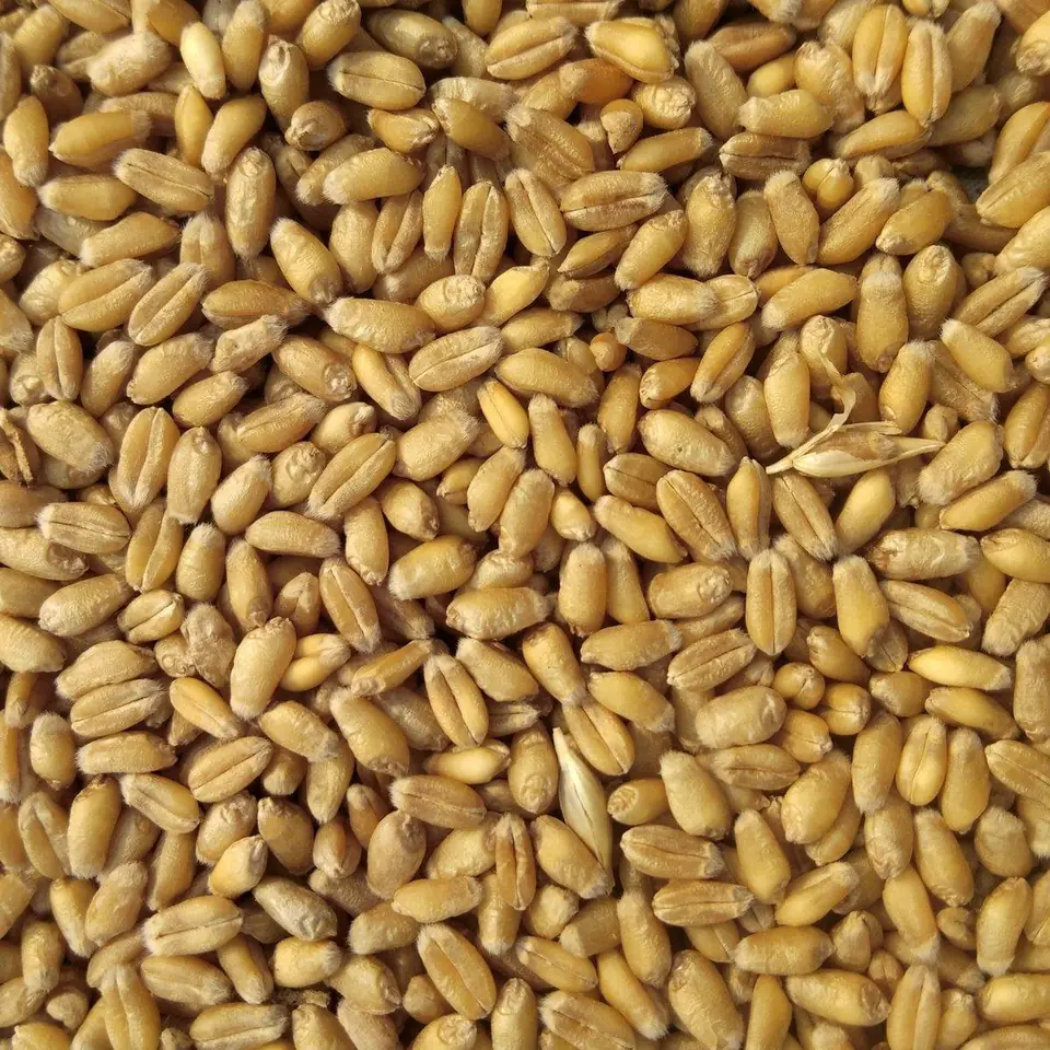 Peeled Wheat
